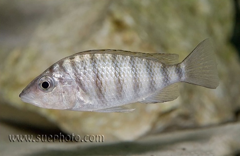 Jabarichromis pfefferi 'Cape Chaitika'